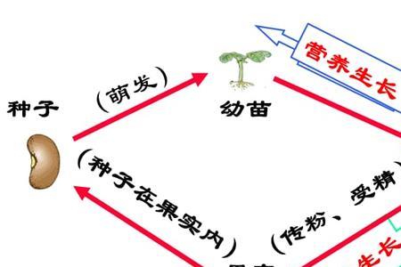 种子萌发什么时候开始光合作用