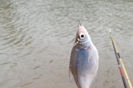 钓鳊鱼钓浮走水严重