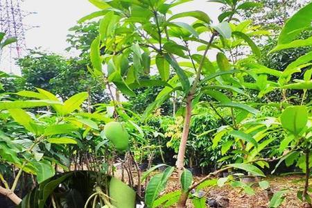 6月份红象牙芒果树可以修枝吗