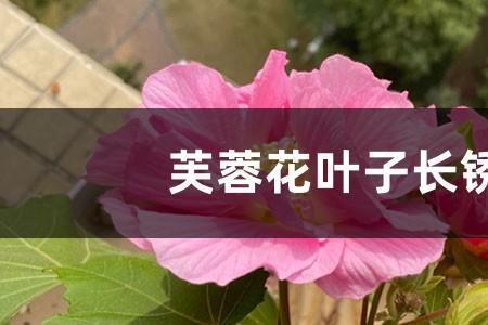 芙蓉花叶子长锈斑怎么办