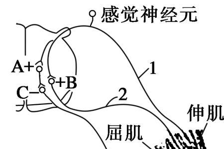 反射弧几个神经元