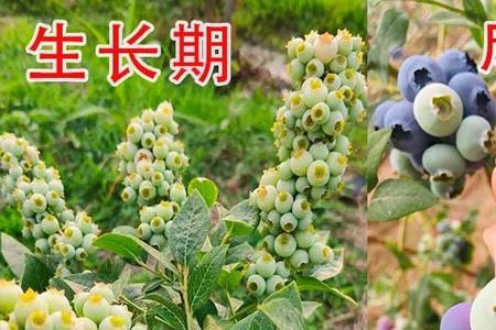 蓝莓苗如何使用芸苔素