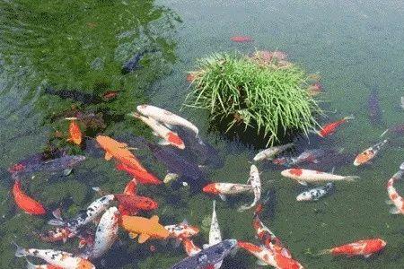 下雨天鱼池能不能喂食