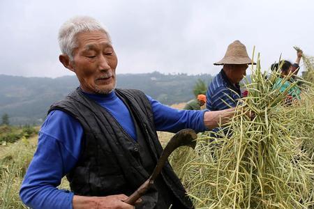 100斤菜籽出多少油渣