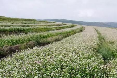 油菜田园荠麦怎么除