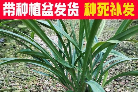 黄金小香兰有香味吗