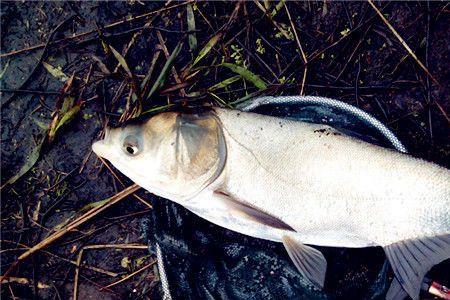 汉源湖钓鲢鳙最佳位置