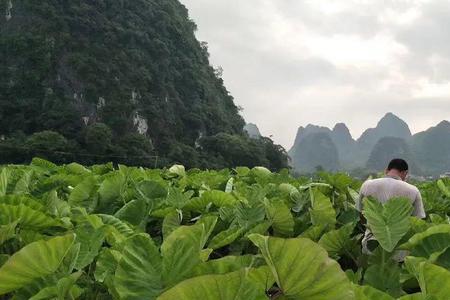 河南能种荔浦芋头吗