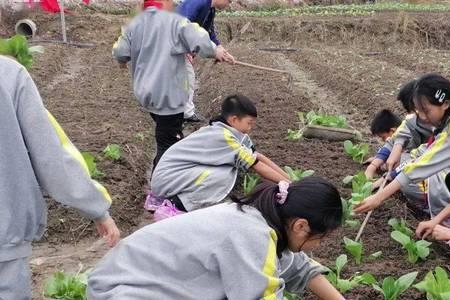 劳动教育实践活动学校什么作用