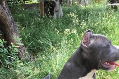 恶霸幼犬可以吃米饭吗