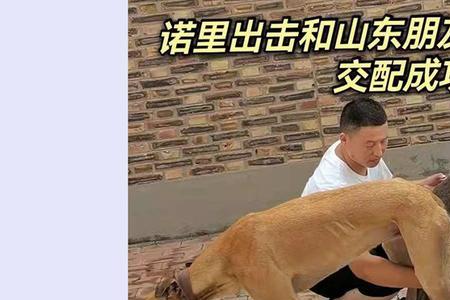 格力犬大还是灵缇大