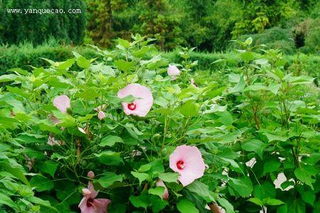 高砂芙蓉葵生长快吗