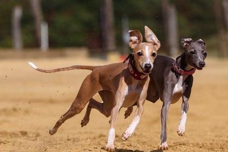 格力犬几岁速度下降