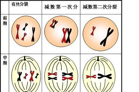 原核细胞分裂方式是什么