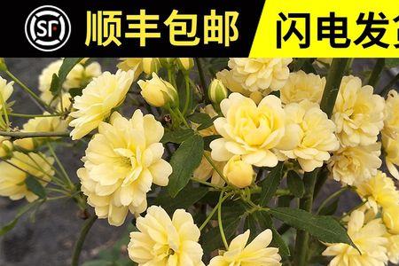 木香花和月季的香味一样吗