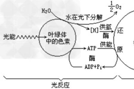 bpsg是什么化学物质