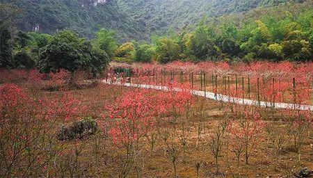 逐卜樱花谷多少门票