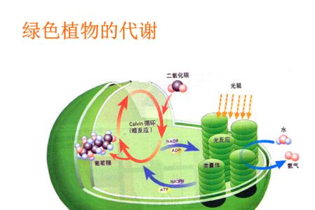 叶绿体转化效率是多少