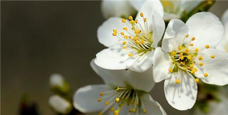 诗经中的棠棣花是海棠花吗