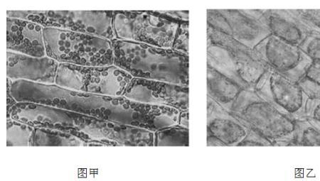 黑藻成熟的叶片能不能有丝分裂