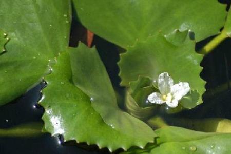 深水种菱浅水种稻什么意思