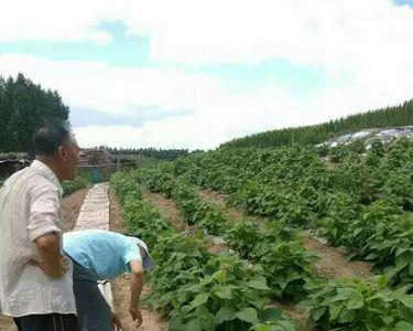 豆王种植一亩产多少斤