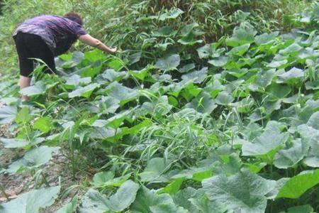 8月瓜可以在水面种吗