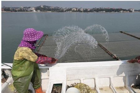 紫菜谐音寓意