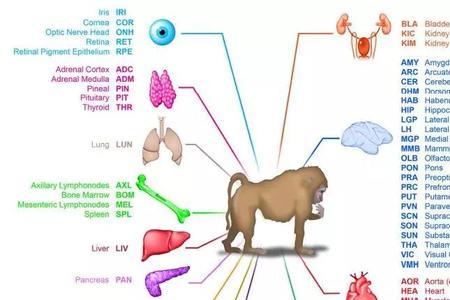 生物钟的生命系统什么意思