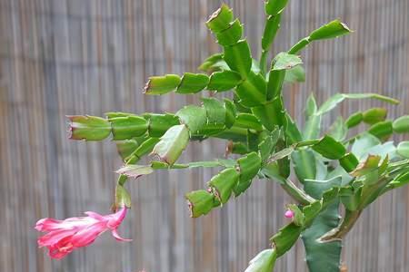 长根开花是什么植物