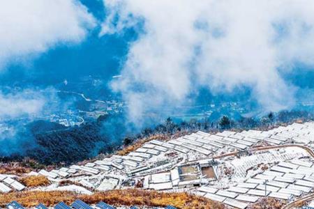 油茶地能不能做光伏