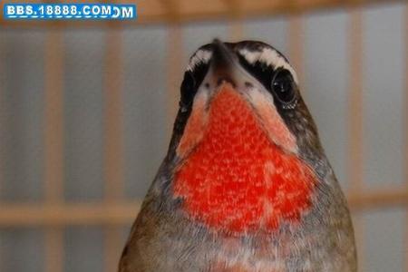 红靛颏夏天能热死吗