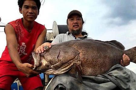 泥鳅可以海钓石斑鱼吗