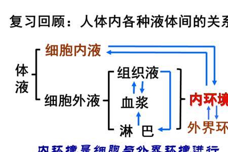 内环境稳态的实质是