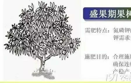 维果活力素可打辢椒吗