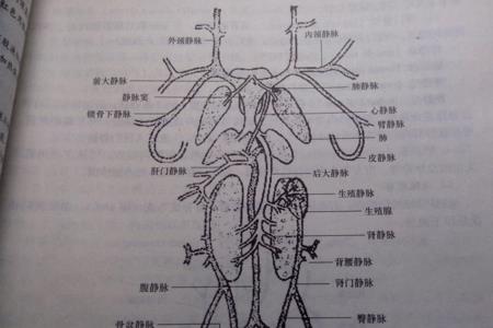 生物解剖在几年级