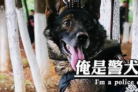 警犬巴顿兄弟姐妹几个