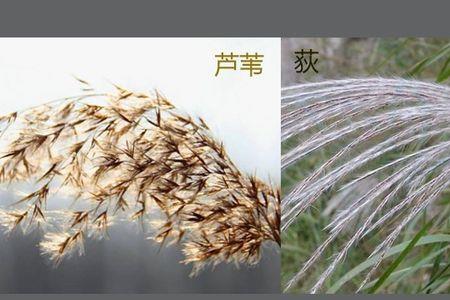 黄须菜与卤蓬的区别