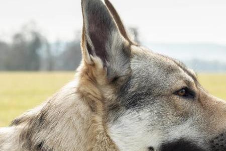 捷克狼犬西安可以养吗