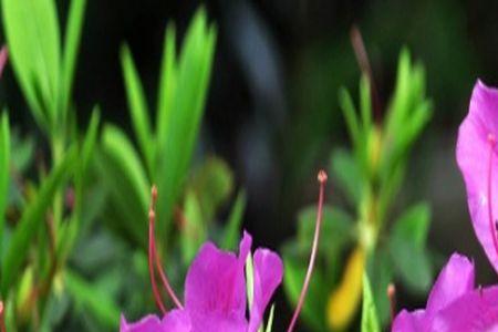 杜鹃花夏天怕雨淋吗