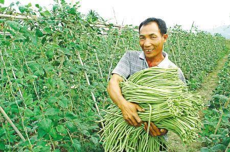 秋豇豆种植遇到高温怎么办