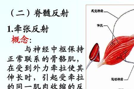 运动神经系统包括哪些