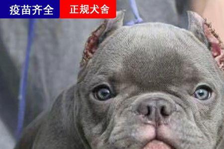 马犬能战胜恶霸犬吗