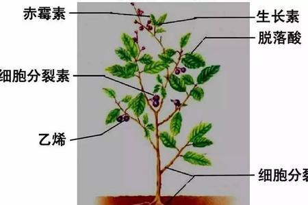 赤霉素高温分解吗