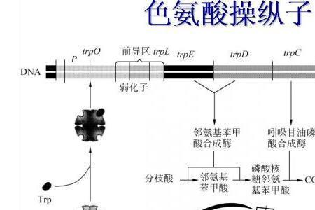 trp离子通道什么意思