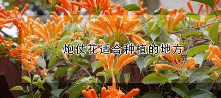 炮仗花珊瑚生长速度