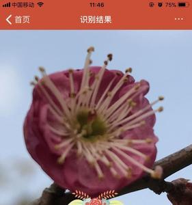 识花君识花准吗