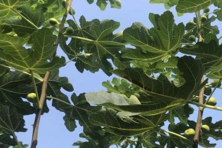 平度有大面积种植无花果的吗