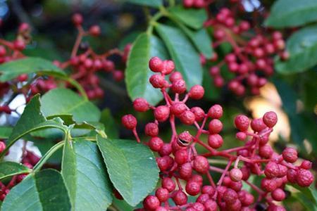 花椒种子去哪里买比较好