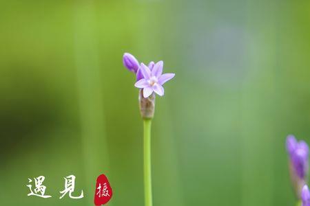 怎样获得紫颂花